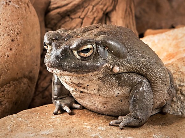 Bufo alvarius, the Sonoran Desert toad
